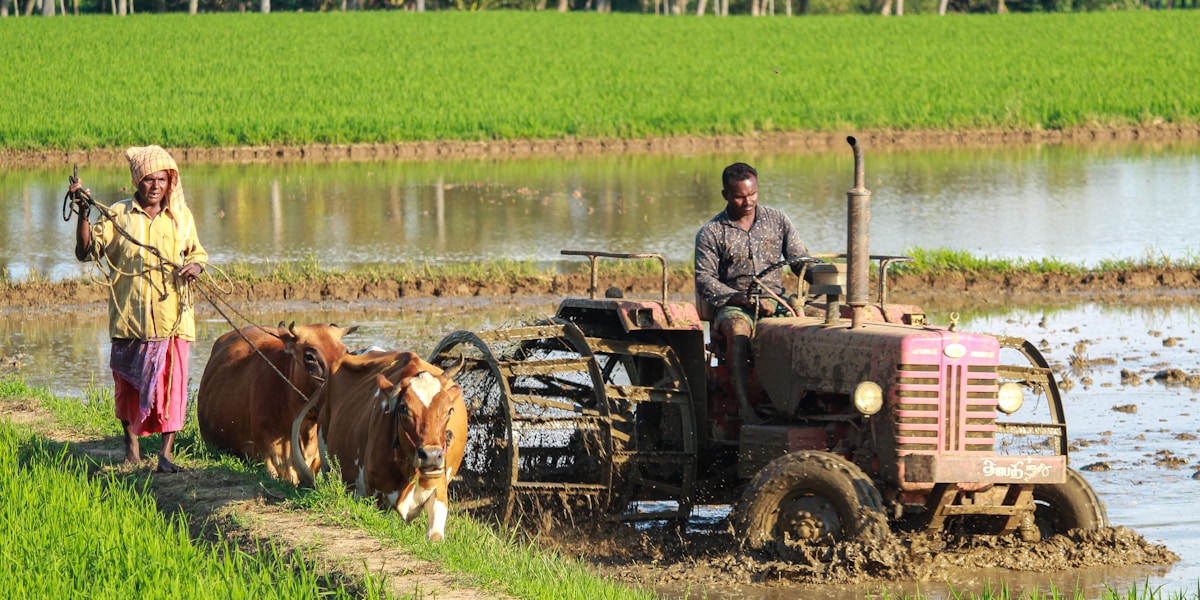 Farmer tending crops in greenhouse